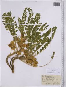 Astragalus, Middle Asia, Northern & Central Tian Shan (M4) (Kyrgyzstan)