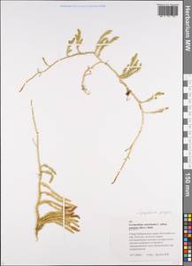 Spinulum annotinum subsp. alpestre (Hartm.) Uotila, Siberia, Russian Far East (S6) (Russia)