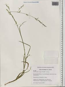 Glyceria fluitans (L.) R.Br., Eastern Europe, Central forest region (E5) (Russia)