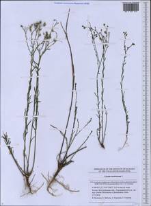 Linum austriacum L., Eastern Europe, Lower Volga region (E9) (Russia)