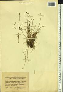 Carex reptabunda (Trautv.) V.I.Krecz., Siberia, Altai & Sayany Mountains (S2) (Russia)