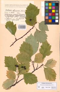 Crataegus chlorosarca Maxim., Eastern Europe, Moscow region (E4a) (Russia)