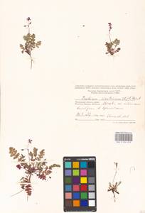 Erodium cicutarium, Eastern Europe, Moscow region (E4a) (Russia)