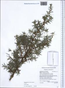 Juniperus communis L., Western Europe (EUR) (Spain)