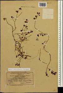 Phedimus stolonifer (S. G. Gmel.) 't Hart, Caucasus, Azerbaijan (K6) (Azerbaijan)