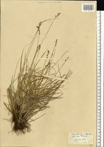 Carex brunnescens (Pers.) Poir., Eastern Europe, Northern region (E1) (Russia)