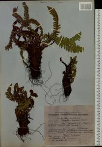 Dryopteris fragrans (L.) Schott, Siberia, Chukotka & Kamchatka (S7) (Russia)