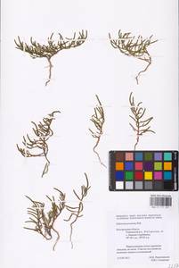 Salicornia perennans Willd., Eastern Europe, Central forest-and-steppe region (E6) (Russia)