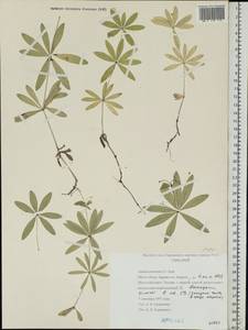Galium odoratum (L.) Scop., Eastern Europe, Northern region (E1) (Russia)