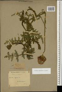 Carduus adpressus C. A. Mey., Caucasus, Krasnodar Krai & Adygea (K1a) (Russia)