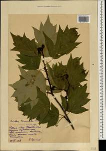 Aria torminalis (L.) Beck, Crimea (KRYM) (Russia)