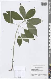 Mercurialis perennis L., Eastern Europe, Central region (E4) (Russia)