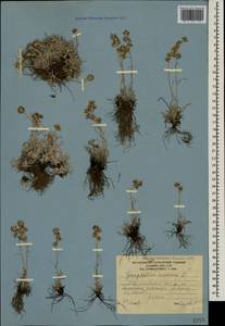 Omalotheca supina (L.) DC., Caucasus, South Ossetia (K4b) (South Ossetia)