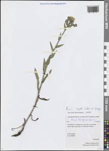 Picris hieracioides subsp. hieracioides, Eastern Europe, Eastern region (E10) (Russia)