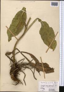 Saussurea sordida Kar. & Kir., Middle Asia, Northern & Central Tian Shan (M4) (Kyrgyzstan)