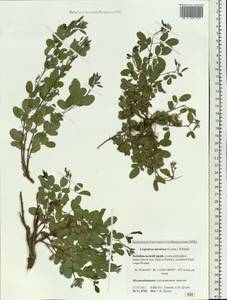 Lespedeza davurica (Laxm.)Schindl., Siberia, Baikal & Transbaikal region (S4) (Russia)