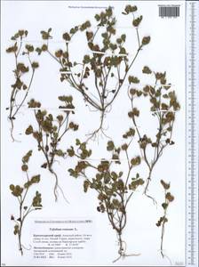 Trifolium retusum L., Caucasus, Krasnodar Krai & Adygea (K1a) (Russia)