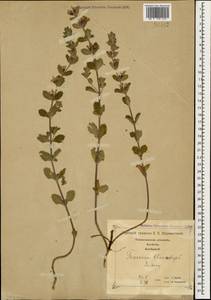 Teucrium chamaedrys L., Caucasus, Georgia (K4) (Georgia)