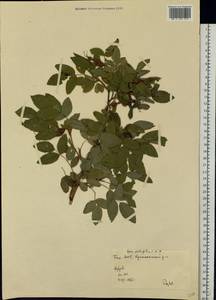 Rosa glabrifolia C. A. Mey. ex Rupr., Eastern Europe, Eastern region (E10) (Russia)