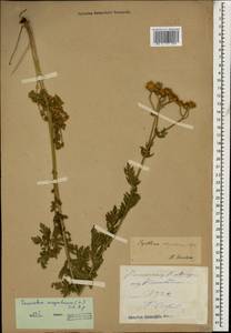 Tanacetum corymbosum subsp. corymbosum, Caucasus, Stavropol Krai, Karachay-Cherkessia & Kabardino-Balkaria (K1b) (Russia)