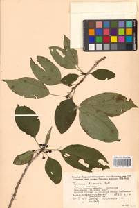 Rhamnus dahuricus (Makino) Kartesz & Gandhi, Siberia, Russian Far East (S6) (Russia)