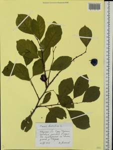 Prunus domestica L., Eastern Europe, North-Western region (E2) (Russia)