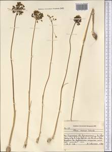 Allium caesium Schrenk, Middle Asia, Syr-Darian deserts & Kyzylkum (M7) (Kazakhstan)