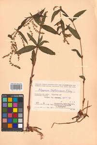 Koenigia tripterocarpa (A. Gray) T. M. Schust. & Reveal, Siberia, Chukotka & Kamchatka (S7) (Russia)