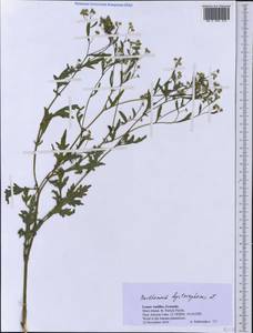 Parthenium hysterophorus L., America (AMER) (Grenada)