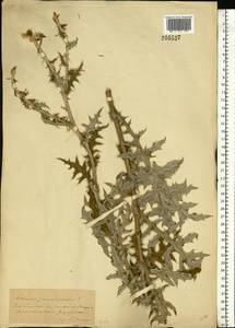 Echinops sphaerocephalus L., Eastern Europe, South Ukrainian region (E12) (Ukraine)