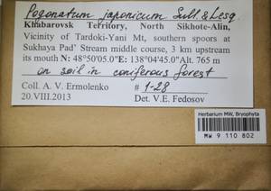 MW 9 110 802, Pogonatum japonicum Sull. & Lesq., Bryophytes, Bryophytes - Russian Far East (excl. Chukotka & Kamchatka) (B20) (Russia)