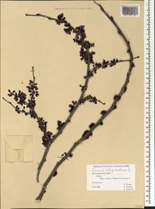 Cercis siliquastrum L., Caucasus, Black Sea Shore (from Novorossiysk to Adler) (K3) (Russia)