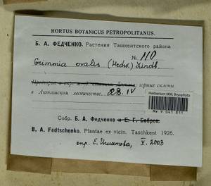 Grimmia ovalis (Hedw.) Lindb., Bryophytes, Bryophytes - Middle Asia & Kazakhstan (B16) (Uzbekistan)