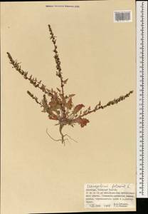 Blitum virgatum subsp. virgatum, Mongolia (MONG) (Mongolia)