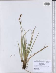 Carex panicea L., Eastern Europe, Central region (E4) (Russia)