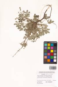 Potentilla collina Wibel, Eastern Europe, Lower Volga region (E9) (Russia)