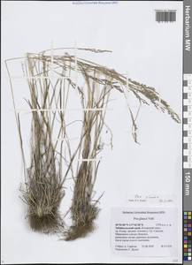 Poa glauca Vahl, Siberia, Baikal & Transbaikal region (S4) (Russia)