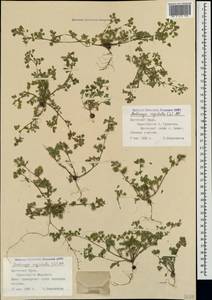 Medicago rigidula (L.)All., Crimea (KRYM) (Russia)