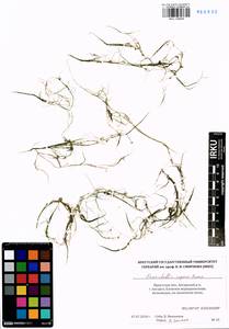 Zannichellia palustris subsp. palustris, Siberia, Baikal & Transbaikal region (S4) (Russia)