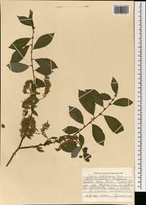 Salix bebbiana Sarg., Mongolia (MONG) (Mongolia)