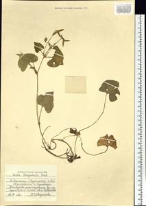 Viola langsdorfii, Siberia, Russian Far East (S6) (Russia)