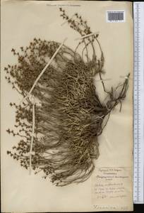 Limonium suffruticosum (L.) Kuntze, Middle Asia, Northern & Central Kazakhstan (M10) (Kazakhstan)