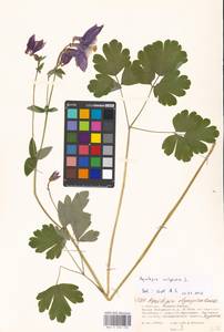 Aquilegia vulgaris L., Eastern Europe, Moscow region (E4a) (Russia)