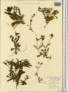 Valerianella coronata (L.) DC., Caucasus, Azerbaijan (K6) (Azerbaijan)