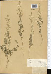 Delphinium camptocarpum Fisch. & C.A.Mey., Middle Asia, Muyunkumy, Balkhash & Betpak-Dala (M9) (Kazakhstan)