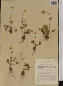 Ranunculus paludosus Poir., Western Europe (EUR) (Italy)