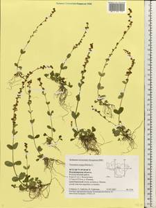 Veronica serpyllifolia L., Eastern Europe, Central region (E4) (Russia)