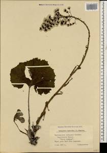 Petasites hybridus (L.) G. Gaertn., B. Mey. & Scherb., Caucasus, Black Sea Shore (from Novorossiysk to Adler) (K3) (Russia)
