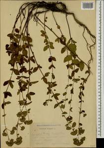 Origanum vulgare L., Caucasus, Abkhazia (K4a) (Abkhazia)