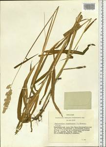 Phalaris arundinacea L., Siberia, Altai & Sayany Mountains (S2) (Russia)